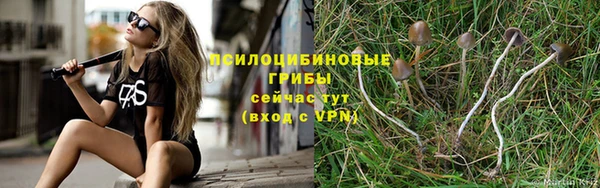 сатива Новозыбков